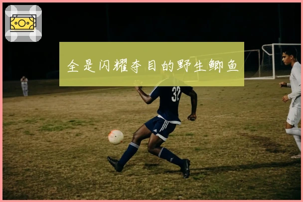 全是闪耀夺目的野生鲫鱼