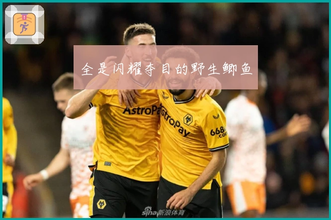 全是闪耀夺目的野生鲫鱼